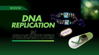 DNA Replication  DNA Replication in prokaryotes [upl. by Namra]