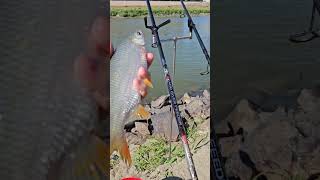 Tiszai különlegesség 😀 river riverfeeder strezza fishing fishingtechniques [upl. by Vharat553]