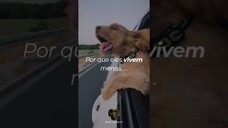 Pq os cães vivem menos reflexão mentalidade sucesso motivation cachorrocaramelo doguinho [upl. by Emarie]