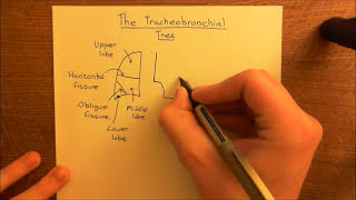 The Tracheobronchial Tree Part 1 [upl. by Baudin]