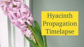 Hyacinth Propagation Timelapse 🌸 How to Grow Hyacinths From Bulb  Part 3 [upl. by Goddart]