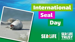 International Seal Day [upl. by Iramohs]