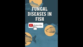 FUNGAL DISEASES IN FISHES [upl. by Esinad3]