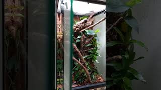 Crested Gecko enclosure terrarium short [upl. by Myrah281]