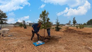 Planting More Trees  Daylilies 🌲🌿  Garden Answer [upl. by Yaffit500]