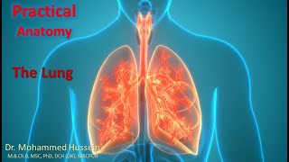 Practical Anatomy  Pleura Lung and Tracheobronchial Tree [upl. by Novaelc225]