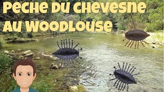 PÃªche du Chevesne au Illex Woodlouse HD [upl. by Yelyk]