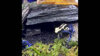 アイゾメヤドクガエル Dendrobates tinctorius Azureus  POISON DART FROG shorts shortsvideo shortsfeed [upl. by Artied]