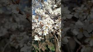 The blossom of the forest almond tree [upl. by Reidar]