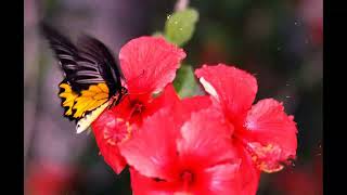 Hong Kong  Sai Kung 1999  Birdwing butterflies [upl. by Ancelin178]