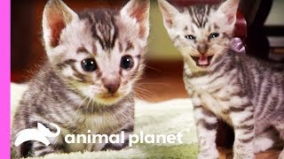 Toyger Kittens Prowl Around Their Suburban Jungle Home  Too Cute [upl. by Letnohs]