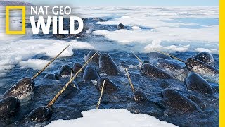 Narwhals The Unicorns of the Sea  Nat Geo WILD [upl. by Yule423]