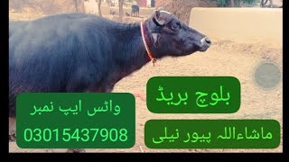 watch pure neeli Ravi buffalo for sale in Punjab Pakistan on YouTube Altaf buffalo TV [upl. by Yenruogis]