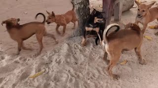 The three puppies are having fun playing with each other [upl. by Edie]