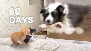 Introducing New Kittens To My Dog and then Grow Up Together [upl. by Cora]