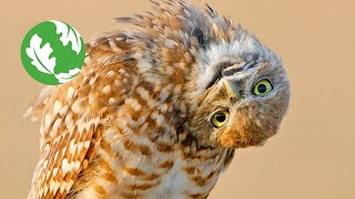 Scoping out Burrowing Owls on the Matador Ranch [upl. by Yssep]