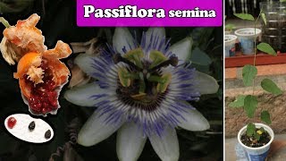 Come SEMINARE la PASSIFLORA  Fiore e Frutto della Passione [upl. by Mcleod291]