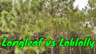 Longleaf Pine Pinus palustris vs Loblolly Pine Pinus taeda [upl. by Joceline]