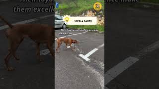 Vizsla Facts shorts cutedog facts [upl. by Eustache]