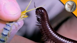 Millipede vs Centipede [upl. by Nirrek]