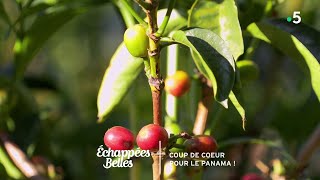 Coup de coeur pour le Panama   Echappées belles [upl. by Caylor]