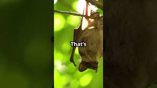 Bats Natures Mosquito Control [upl. by Lazaruk]