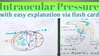 EyeAqueous Humor productioncirculation and drainage Intraocular pressure physiology in hindiUrdu [upl. by Ariec312]