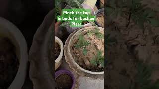 How to grow bushier Marigold plant and bring more flower garden myterracegarden winter [upl. by Ecaj]