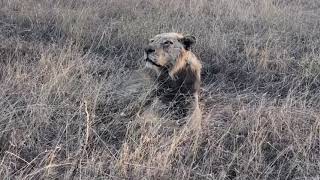 3 Legged Limping Monwana Male Lion Still Surviving  What a Legend [upl. by Marice]