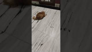 Chuha pakda 😨🤣 funny sajidcat catbillikabachchhacomedyvideos billikabacchafunnyshortsshorts [upl. by Avril]