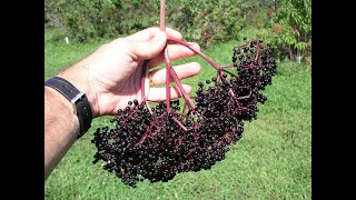 Growing Elderberries in Missouri [upl. by Lemmuela561]