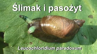 O przywrze Leucochloridium paradoxum ślimaku i ptaku [upl. by Yroger]