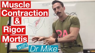 Rigor Mortis and Muscle Contraction  Muscular System [upl. by Hgielime406]