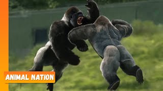 Gorillas Fighting  Animal Nation [upl. by Emolas919]