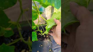 White Powder On Plants  Dangerous fungus could Destroy your Gardenquot gardening viral [upl. by Airdua252]