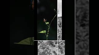 Lightroom edited leaf giant granadilla leaf shorts viralvideo trending nature [upl. by Jarl178]