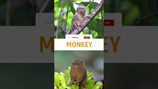 Monkey facts in malayalam amazingfactsmalayalam facts [upl. by Sal263]