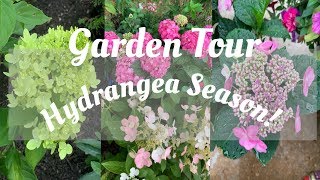 JULY GARDEN TOUR Hydrangea Season [upl. by Mackay]