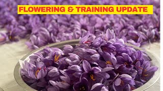 Flowering amp Training UPDATE  How To Grow Saffron Indoors  Business Idea  Kashmiri Kesar Ki Kheti [upl. by Bluefarb]