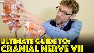 Cranial Nerve VII  The Facial Nerve  Ultimate Guide to Cranial Nerve Examination [upl. by Edals944]