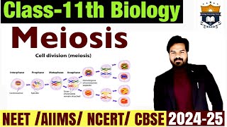 Meiosis  Phases of cell cycle  Cell cycle and cell division class 11  Biology NEET [upl. by Lohman]