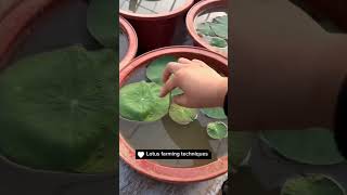 How To Grow Lotus Flower Plants lotus plants garden lotusfarmer viralvideo viralshorts [upl. by Sices]