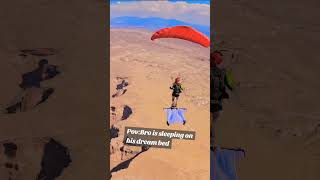 Experience how the skydivers enjoy while skydiving Respect  shorts flyfar funfly glidesoul [upl. by Eitsyrk]