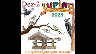 Lupino 2025  19 Ein Spatzenjahr geht zu Ende [upl. by Astiram]