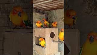 Sun conure breeder pairs parrot birdsvideoviralshortsbirds [upl. by Galliett]