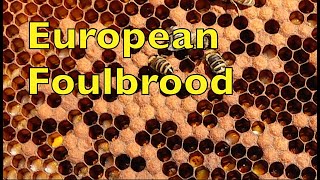 European Foulbrood An Experimental Treatment [upl. by Lindly]