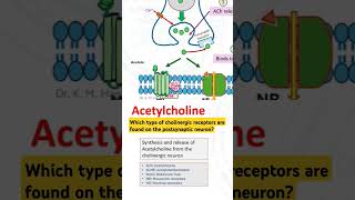 Which type of cholinergic receptors are found on the postsynaptic neuron [upl. by Niamart626]