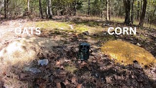 OATS VS CORN DEER FEED CHALLENGE WHAT HAPPENS TRAIL CAMERA deer wildlife trailcam trending [upl. by Giardap]