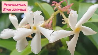 Propagating Star Jasmine Cuttings in WATER Confederate Jasmine  With RESULTS  Free Plants  UK [upl. by Lartnom]