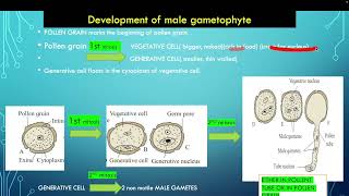 Development of male gametophyte in marathi 12 Maharashtra state Board [upl. by Ojimmas849]